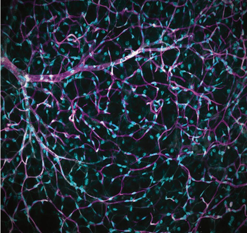 The image shows a network of blood vessels (purple) running through adipose tissue. The white-highlighted cells illustrate the diversity of cell types within these vessels. Their functions will be studied in greater detail in Bonn as part of the Mercator Fellowship.