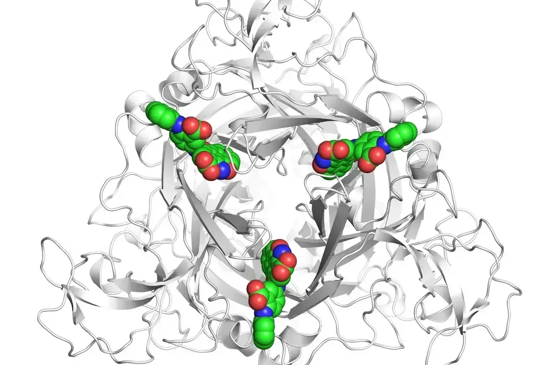 The human P2X4 receptor
