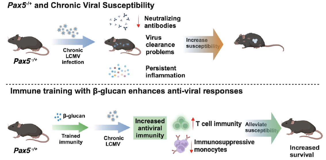 Pandyra Publication Graphical Abstract