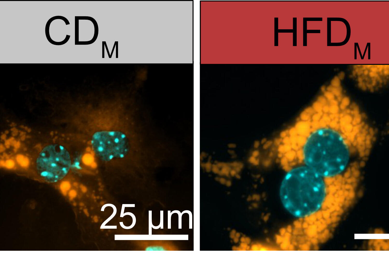 18062025_Mass_Nature_Figure Hepatozyten