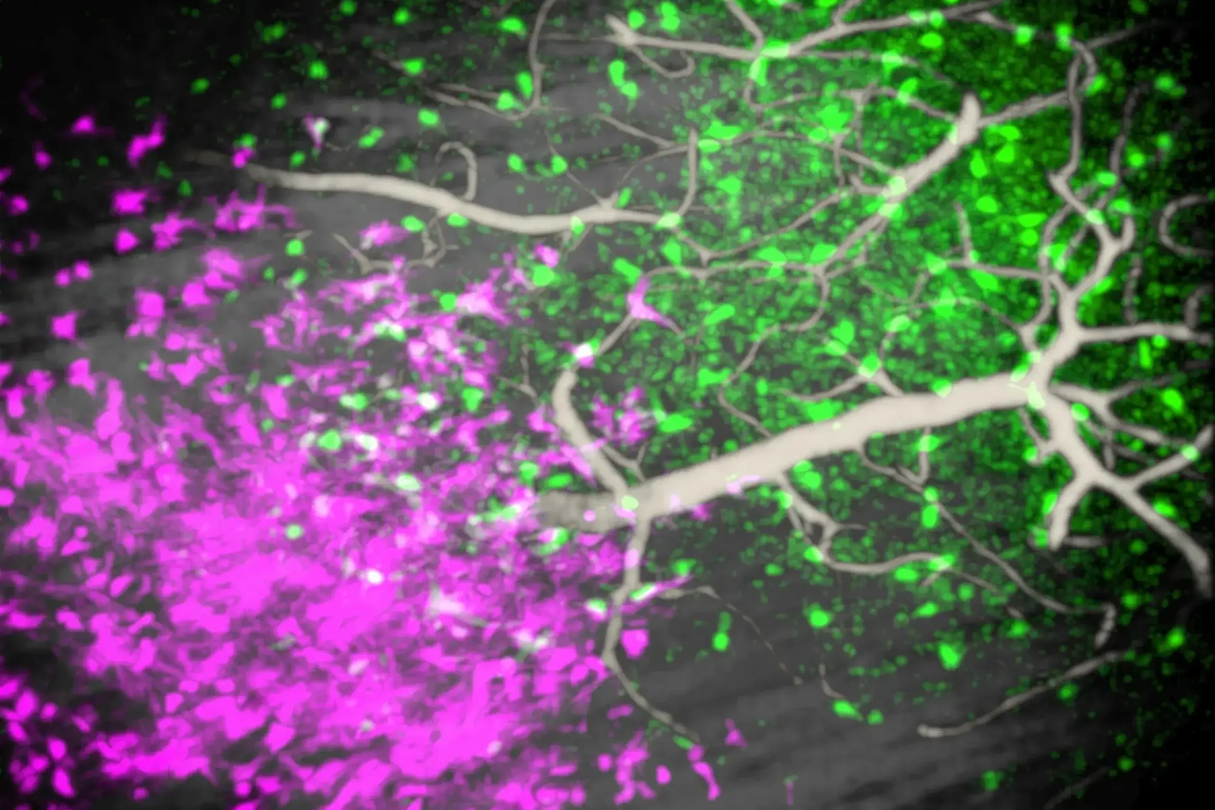 PM Immunity Nebeling