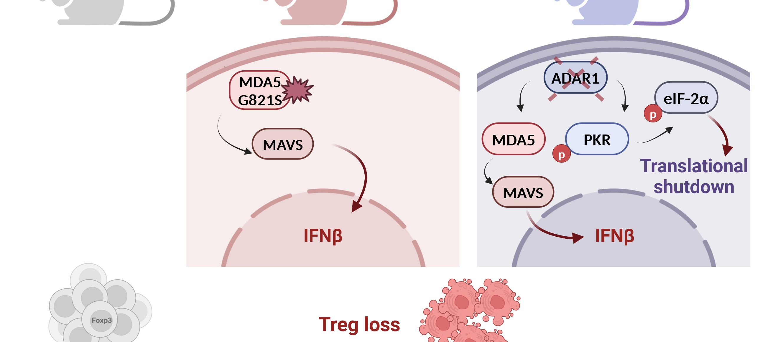 Domnica Luca AG Kato