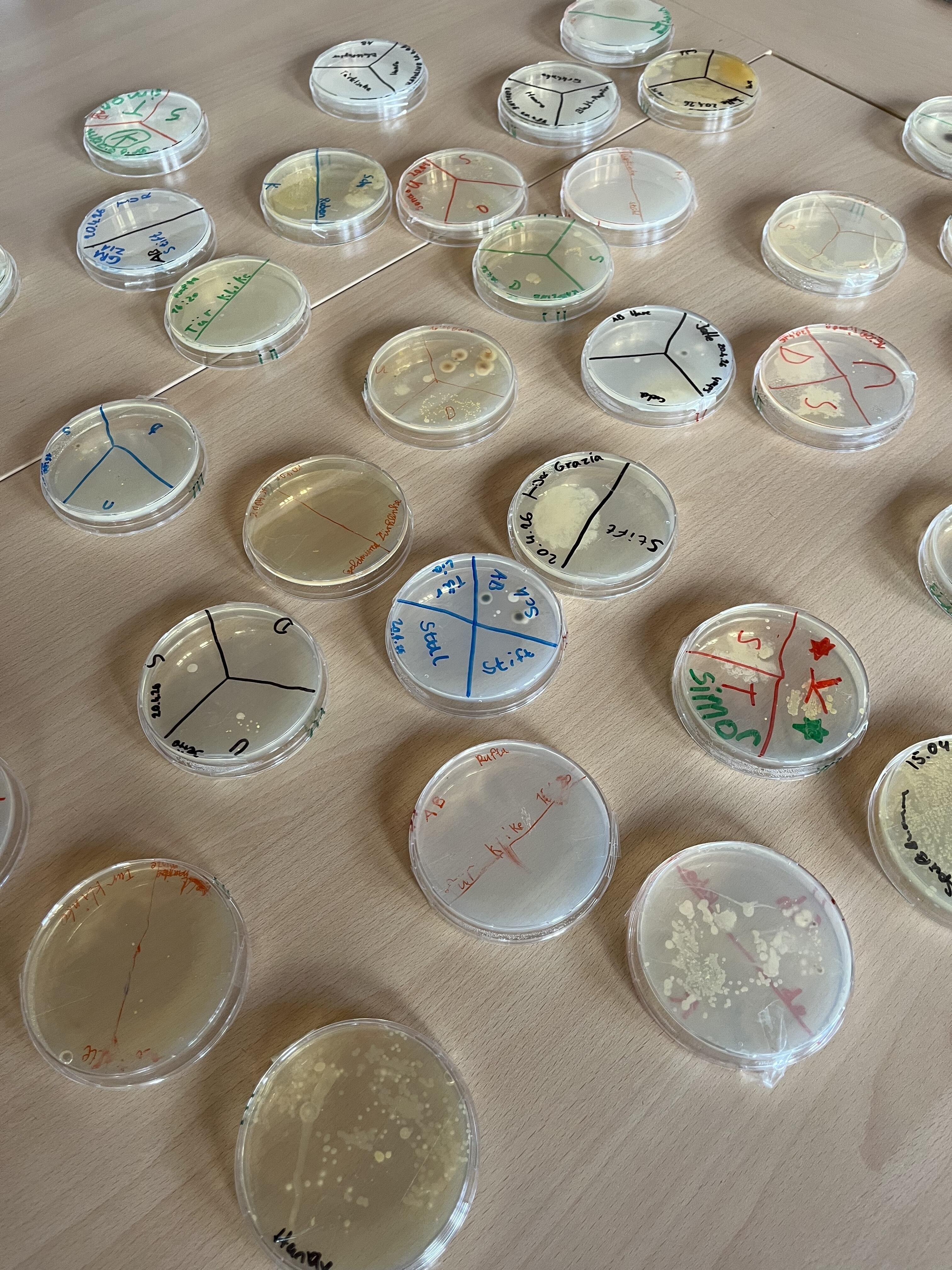 Student Course_Agar plates