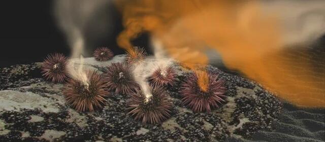 Die künstlerische Abbildung zeigt Seeigel der Art Arbacia punctulata, die Spermien (weiße Wolke) und Eier (orangefarbene Wolke) ins Wasser abgeben. Von den Eiern freigesetzte Pheromone steuern die Synchronität des Laichens.