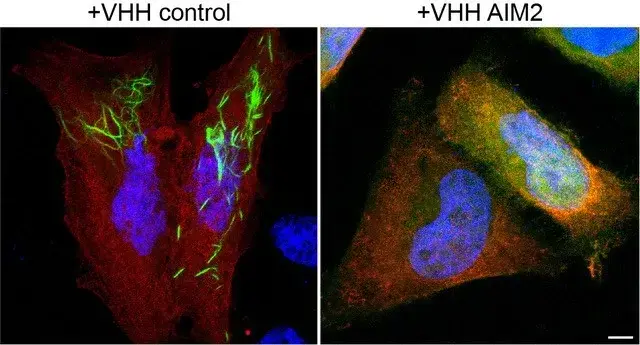 flurescent microscopy image