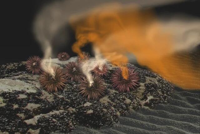 Die künstlerische Abbildung zeigt Seeigel der Art Arbacia punctulata, die Spermien (weiße Wolke) und Eier (orangefarbene Wolke) ins Wasser abgeben. Von den Eiern freigesetzte Pheromone steuern die Synchronität des Laichens.