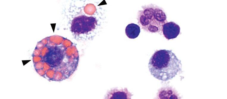 News Natalio Garbi 08.2022