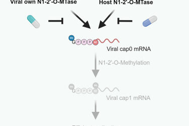 Graphical abstract for Tsukamoto et al., Targeting cap1 RNA methyltransferases as an antiviral strategy, Cell Chemical Biology (2023)