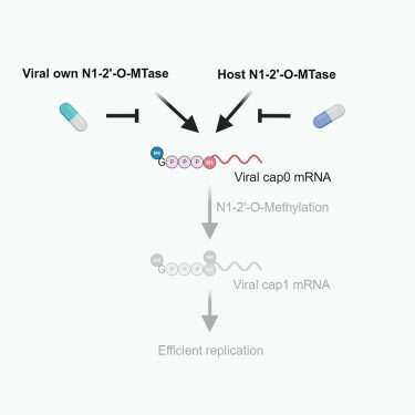 Graphical abstract for Tsukamoto et al., Targeting cap1 RNA methyltransferases as an antiviral strategy, Cell Chemical Biology (2023)